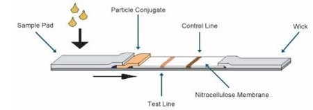 免疫層析檢測試紙條